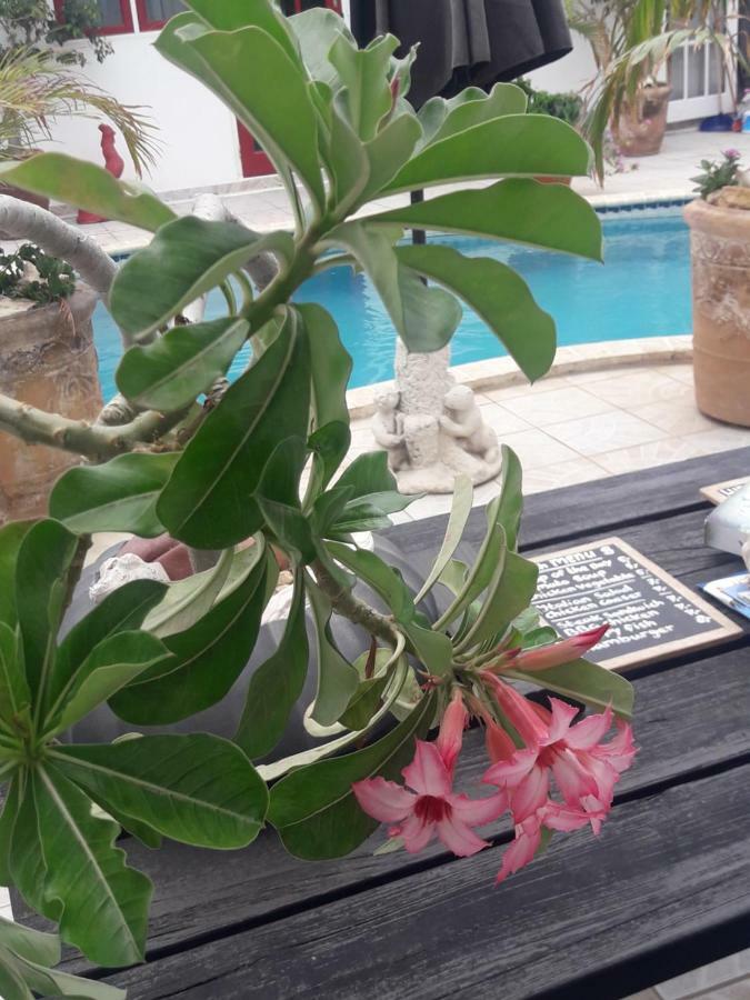 Aruba Harmony Apartments オラニエスタッド エクステリア 写真